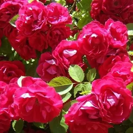 팜스테이 Lippenhof