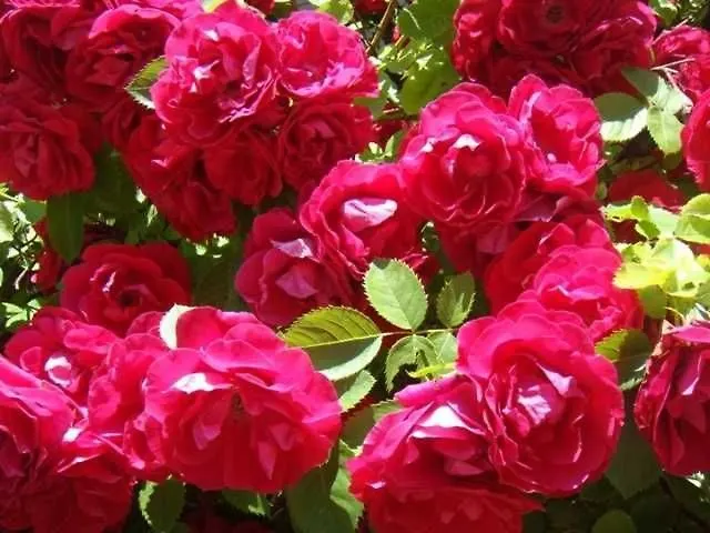 팜스테이 Lippenhof